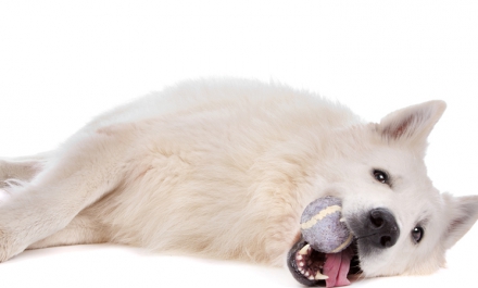 Hond op de trimtafel