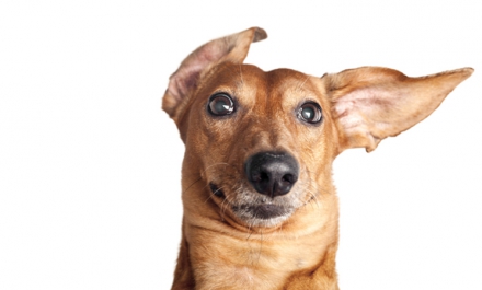 Hond in de tuin van Woef
